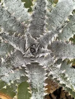DBディッキア Dyckia Bill Baker hybrid #226 ⑵ - メルカリ