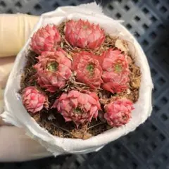 選抜株】多肉植物 エケベリア 25389 レッド スウォン 1個 抜き苗