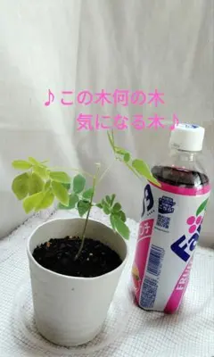 モンキーポッド　　ａのサムネイル