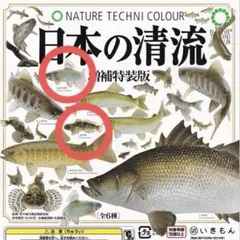 ネイチャーテクニカラー 日本の清流 オイカワ カジカ　フィギュアのサムネイル