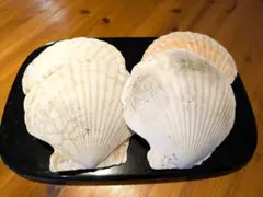 北海道産天然ホタテ貝殻 16cm 20枚セット - メルカリ