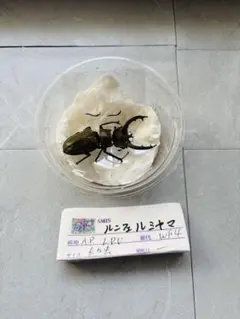 2026年最新】ミヤマクワガタ 標本の人気アイテム - メルカリ