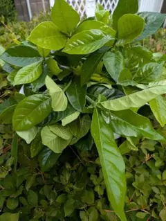 オオスカシバ餌 45年間完全無農薬 2点 新鮮クチナシの葉200枚×セット 枝付のサムネイル