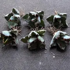 多肉植物 アガベ チタノタ フィリグリー 極上大子株 24株同梱のサムネイル