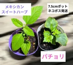【香木のような芳香＆天然の甘み】パチョリ＆メキシカンスイートハーブ 苗（土付き）のサムネイル