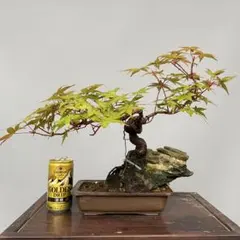 もみじ盆栽 (出猩々) ｛真柏、五葉松、他｝名鉢秀峰 - メルカリ