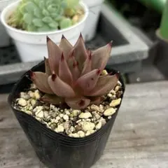 多肉植物 1点限り ノマド 抜き苗 - メルカリ