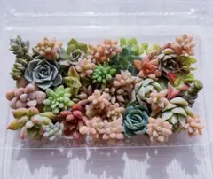 多肉植物 カット苗 寄せ植え セット⑦