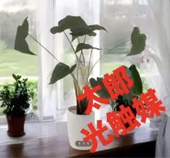 光触媒 人工観葉植物 フェイクグリーン アムステルラバーキング 55 
