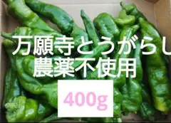 万願寺とうがらし　シシトウ　農薬不使用　京野菜　産地直送　家庭菜園　安心安全のサムネイル