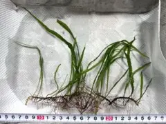 2026年最新】ミクロソリウムの人気アイテム - メルカリ
