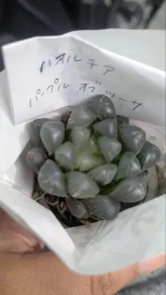 多肉植物　ハオルチア パープルオブツーサ(錦)のサムネイル