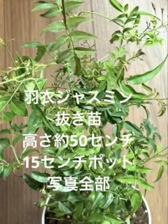 羽衣ジャスミン　抜き苗　高さ約50センチ 15センチポット 写真全部