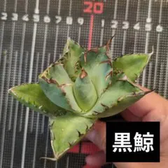 もちこ様 リクエスト 2点 まとめ商品