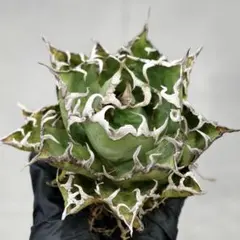 2025年最新】夕映 アガベの人気アイテム - メルカリ