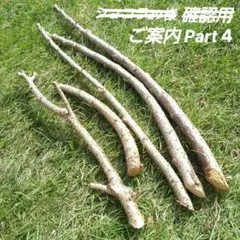 枝垂れ桜 枝5本セット DIYプロジェクト ペット用品 天然家庭枝