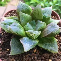じ*む様 280 ナイルの一滴 実生 特A 多肉植物 ハオルチア アロエ