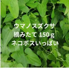 ウマノスズクサ 枝葉80枚 ジャコウアゲハ幼虫 餌 - メルカリ