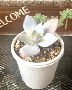 マコ様 リクエスト 2点 まとめ商品