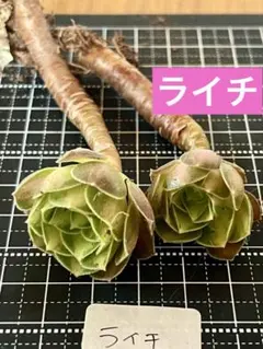리치 식물 2개, 미세뿌리 묘목, 아이오늄 다육식물
