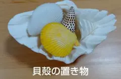 貝殻の置物★インテリア雑貨