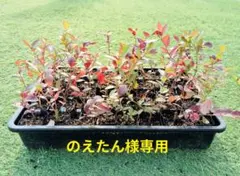 のえたん様専用