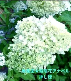 D 八重咲きカシワバアジサイ 柏葉紫陽花 スノーフレーク抜き苗1本