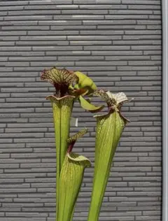 むらせ様 リクエスト 2点 まとめ商品