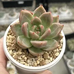 多肉植物☆スティッキーライス7苗セット☆ - メルカリ