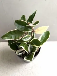 超特価！2鉢価格！サクララン 苗 苗木 観葉植物 5号鉢 リップカラー