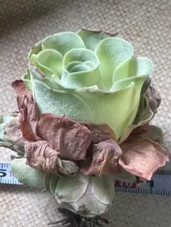 ル*ん様 No.a958グリーノビア　札落ち品　アエオニウム　多肉植物　撮影12