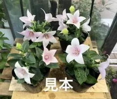 みあり様 リクエスト 2点 まとめ商品