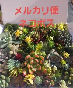 ☆大人気☆多肉弁当！！もりもり詰め合わせ