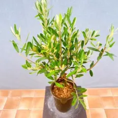 現品　創樹　オリーブの木　オリーブ　チプレッシーノ　65番　観葉植物　インテリアのサムネイル