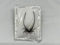 2026年最新】蜘蛛 標本の人気アイテム - メルカリ