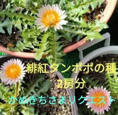 かめきち様 リクエスト 3点 まとめ商品