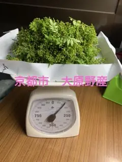 花山椒 【秀品 】奈良県吉野産 無農薬 期間限定 冷蔵着払 100g