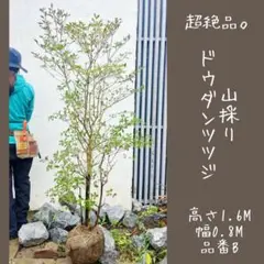 2026年最新】山採りドウダンツツジの人気アイテム - メルカリ
