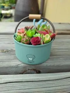 多肉植物　寄せ植え