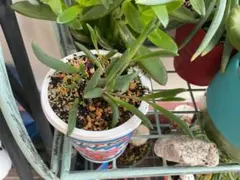 多肉植物 白い鉢 装飾的な模様ルビーネック買う際はコメントへ