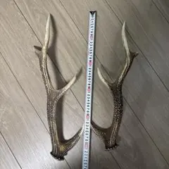 日本鹿の角シカのツノ11番一対 - メルカリ