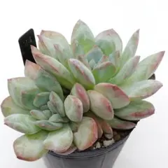 mo-ko様 リクエスト 2点 まとめ商品