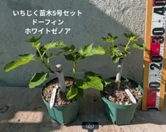64 いちじく苗木（新苗）5種5本セット - メルカリ