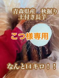 こつ様専用 青森県産　土付き 長芋14キロ　泥付き　ながいも　山芋