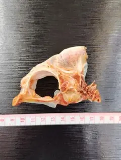 鯛骨　天然鯛　skull　ハンドメイド　標本　洗浄消毒乾燥済　不思議