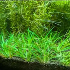 2025年最新】ホシクサの人気アイテム - メルカリ