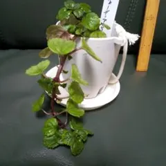 観葉植物 スウェーデンアイビー 抜き苗のサムネイル