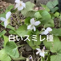 スミレ　葉っぱ　訳あり品　300g ツマグロヒョウモン　幼虫　餌 スミレ 葉っぱ 訳あり品 300g ツマグロヒョウモン 幼虫 餌