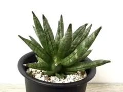 観葉植物《らくらくメルカリ便♪》サンセベ リア美苗★ Hedgehog ★抜き苗のサムネイル