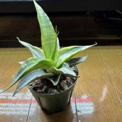 アウトレット 斑入り サンセベリア ES21007 サンスベリア - メルカリ